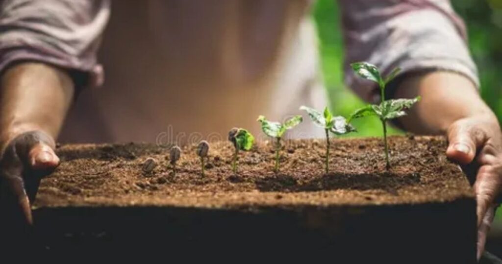 Coffee Plant Care: How to Help Your Coffee Grow Strong