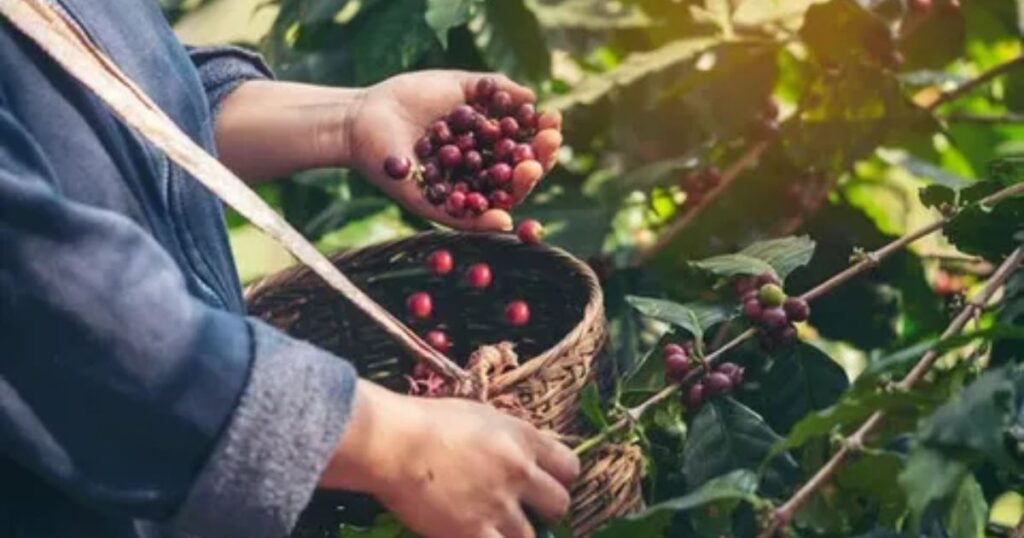 Harvesting and Processing: Coffee Farming