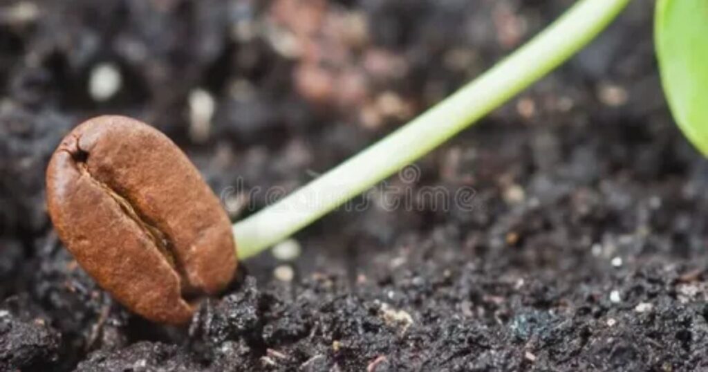 Starting from seeds