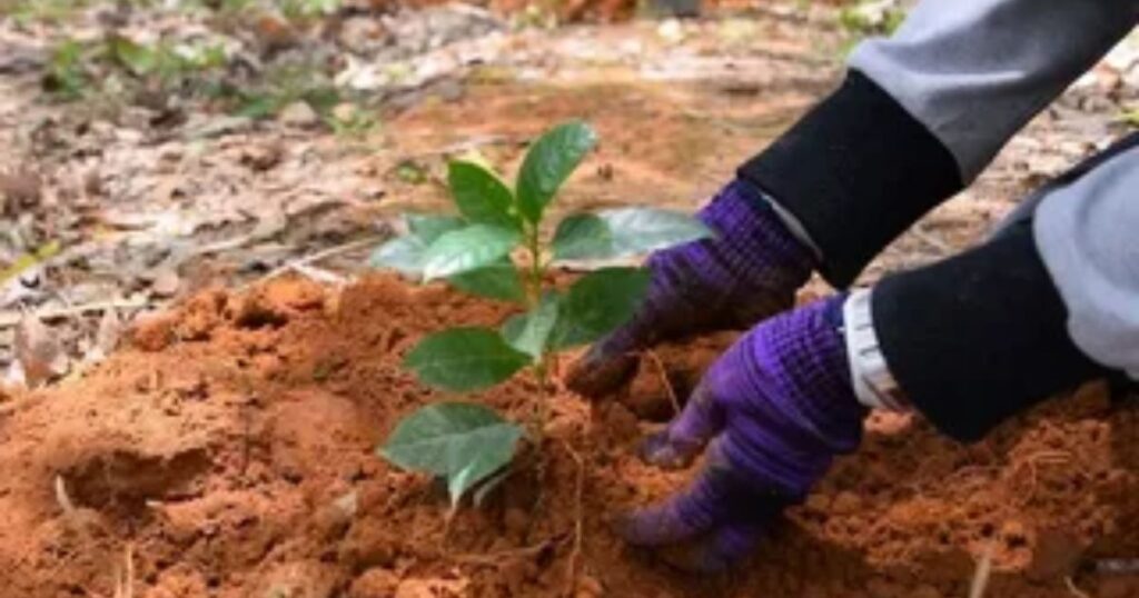 Starting with a Young Coffee Plant